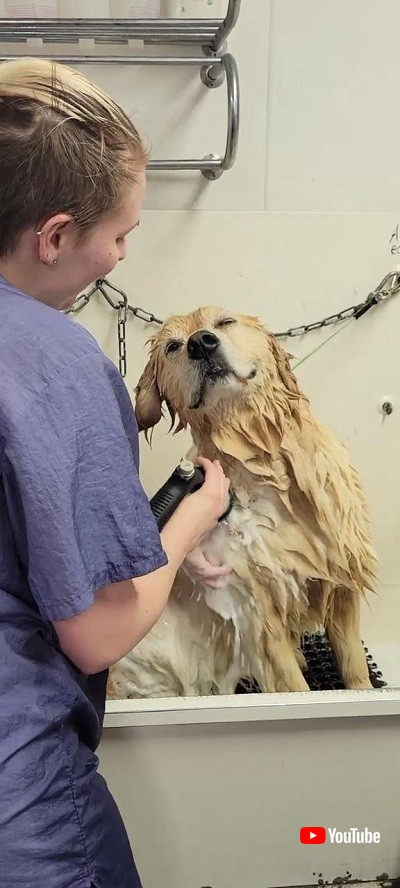 お風呂に入るワンコ