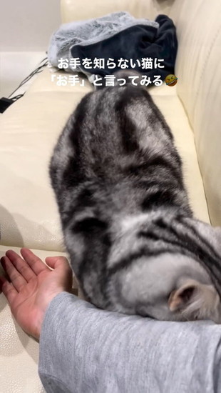 頭をすりつける猫