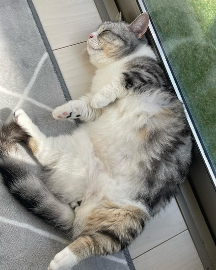 日向ぼっこする猫