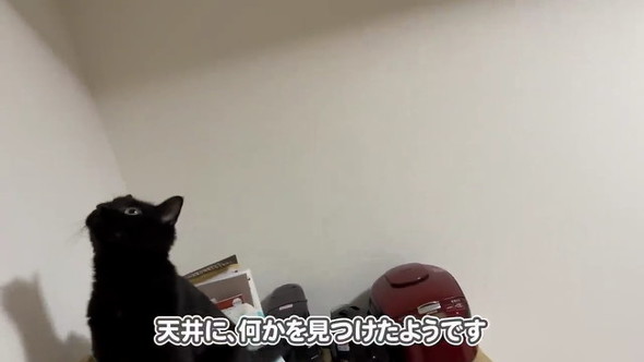 何かを見つけた猫