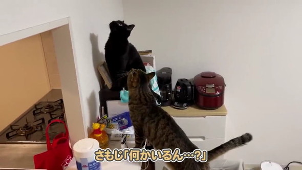 もう1匹の猫