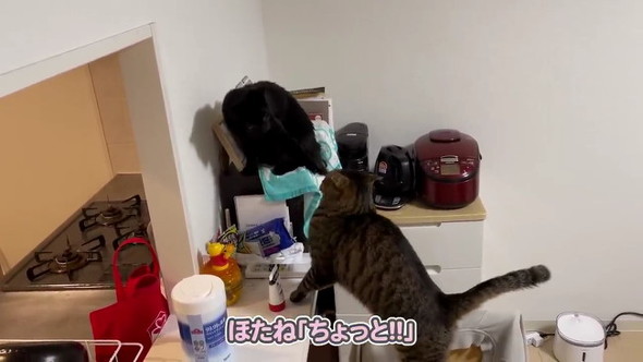 猫パンチ
