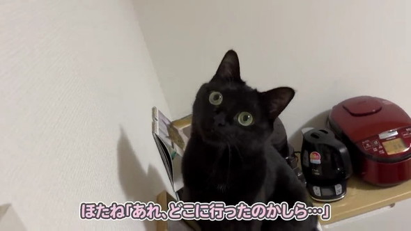 どこにいったのかしら