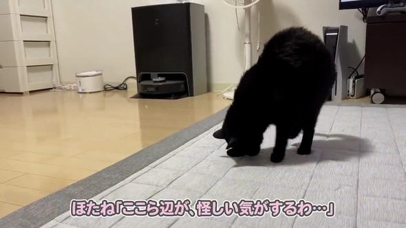 カーペット探す猫