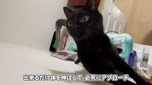 体を伸ばす猫