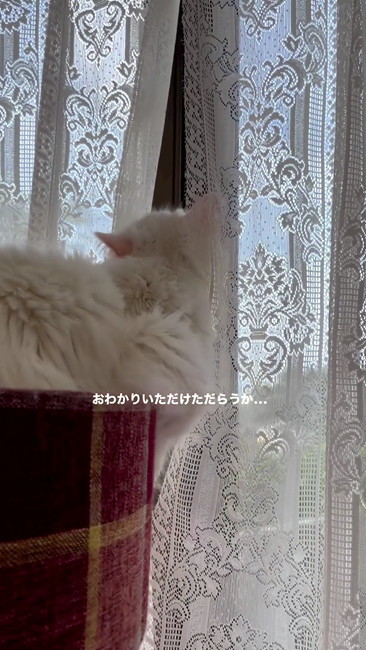 カーテンの隙間？