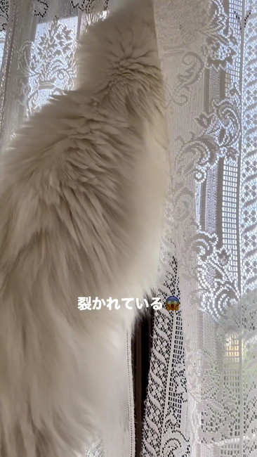カーテンの隙間に入る猫