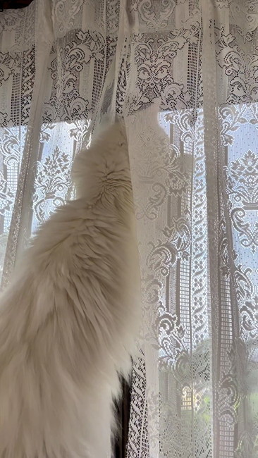 ちょうちょ追う猫