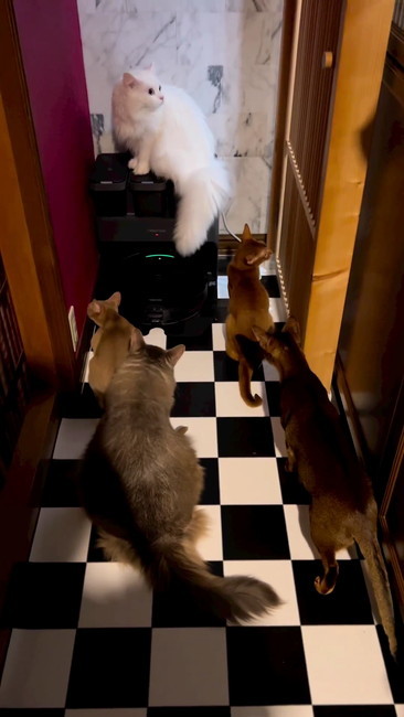 蜘蛛がいました