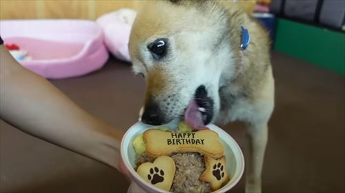 タチバナさんの毎日ルーティンのコロ