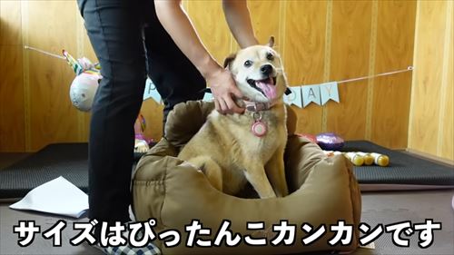 タチバナさんの毎日ルーティンのコロ