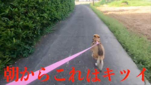 タチバナさんの毎日ルーティンのコロ