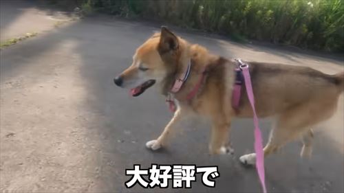 タチバナさんの毎日ルーティンのコロ