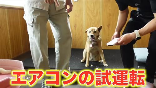 タチバナさんの毎日ルーティンのコロ