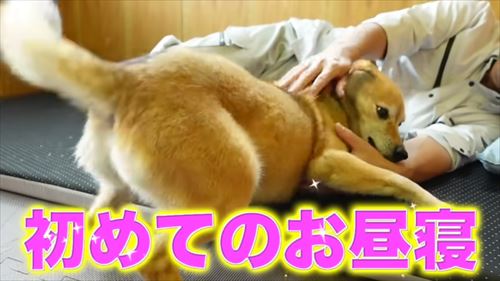 タチバナさんの毎日ルーティンのコロ