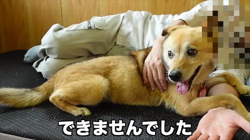 タチバナさんの毎日ルーティンのコロ