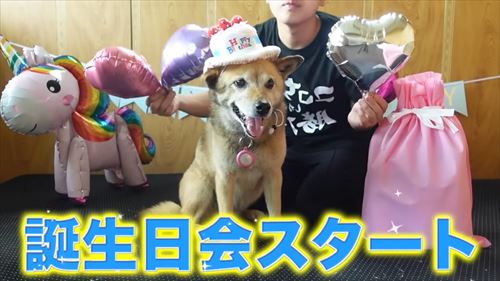 タチバナさんの毎日ルーティンのコロ