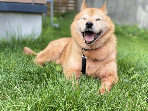 保護犬の笑顔