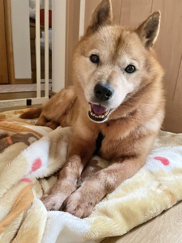 前足そろえて笑顔ワンコ