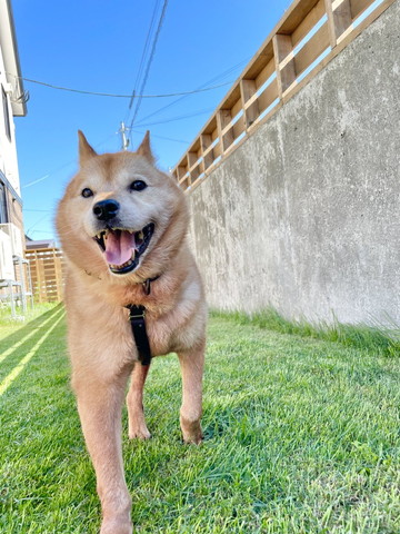 外走ってるワンコ