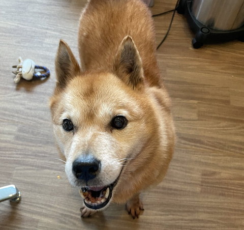 笑顔で見上げるワンコ