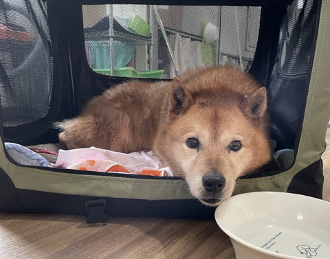 キャリーから顔出すワンコ