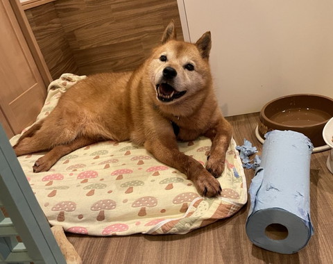 イタズラして笑顔ワンコ