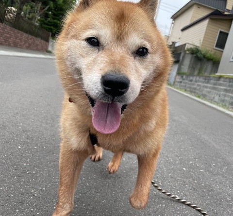 散歩中ワンコ正面