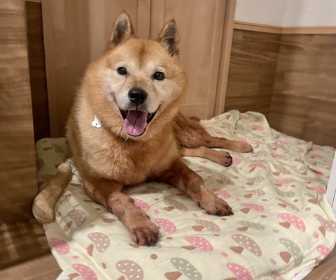 クッションの上で笑顔ワンコ