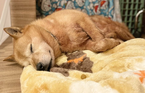寝てるワンコ