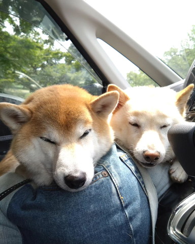 車内で寝てるワンコ2匹