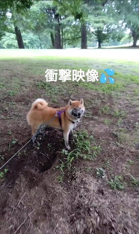 顔に泥つけて振り向くワンコ