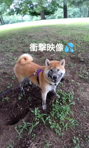 顔に泥つけたワンコアップ