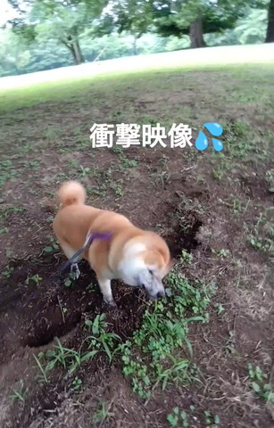 ブルブルするワンコ