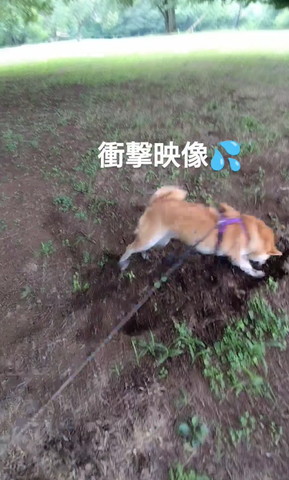 穴に飛び込むワンコ