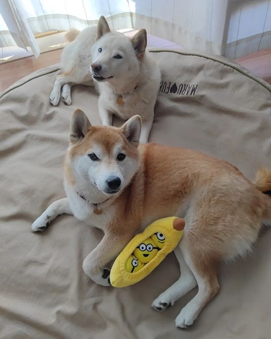 ミニオンズとワンコ2匹