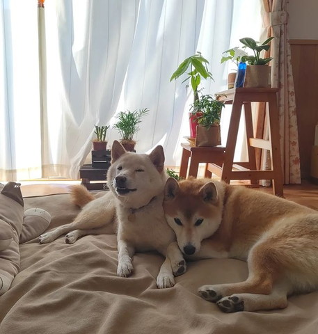 白柴に寄り添赤柴