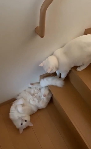 階段下の猫をみおろす猫