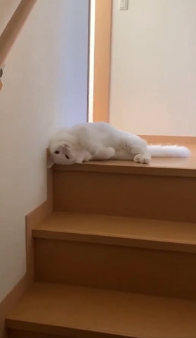 階段上でごろんする猫