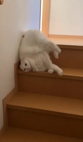 階段上でお尻上にしてる猫