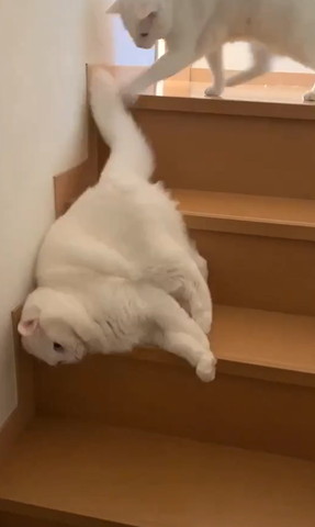階段上から降りる猫のしっぽさわる猫