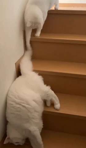 階段中間降りる猫のしっぽさわる猫