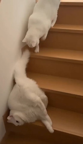階段下の方降りる猫見る猫