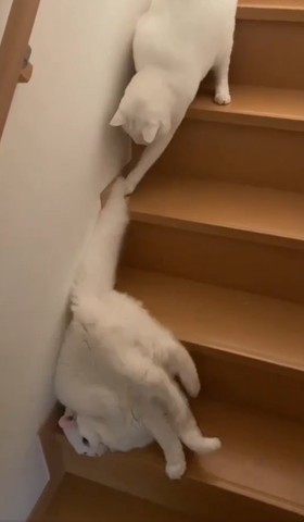 階段下の方降りる猫のしっぽさわる猫