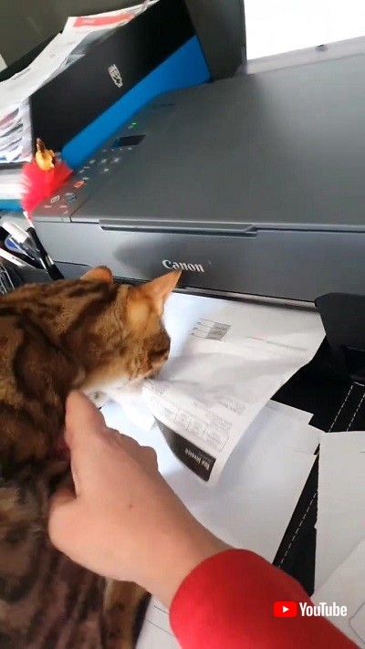 プリンターに対抗する猫