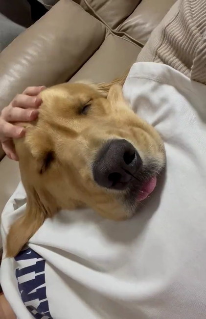 寝るゴールデン