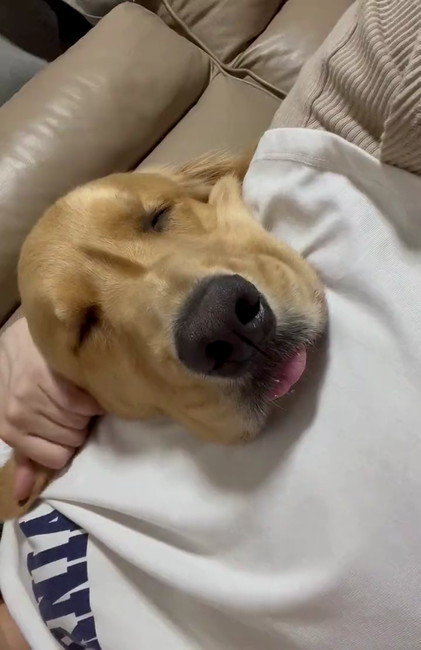 寝るゴールデン