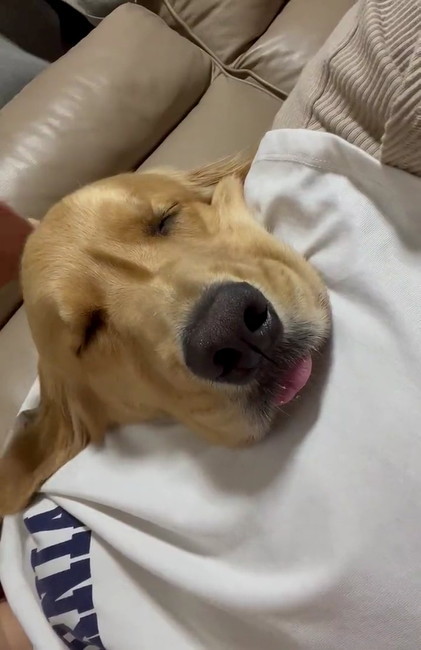 寝るゴールデン