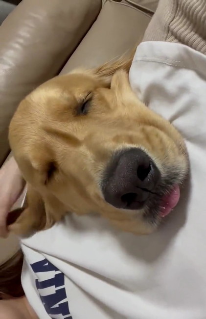 寝るゴールデン