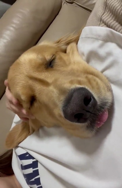 寝るゴールデン